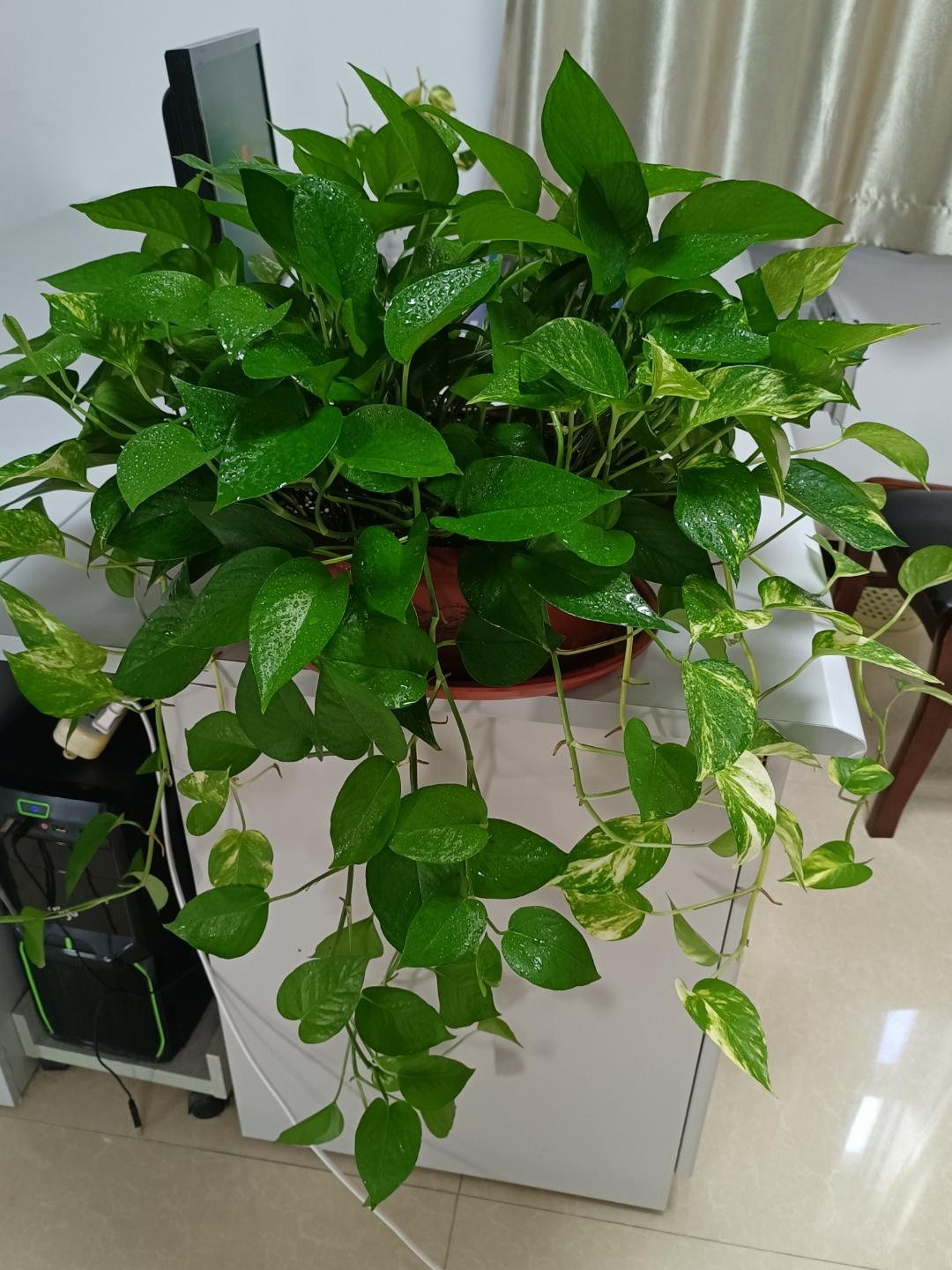 不夜城的分株繁殖，蝴蝶蘭是怎么繁殖的?