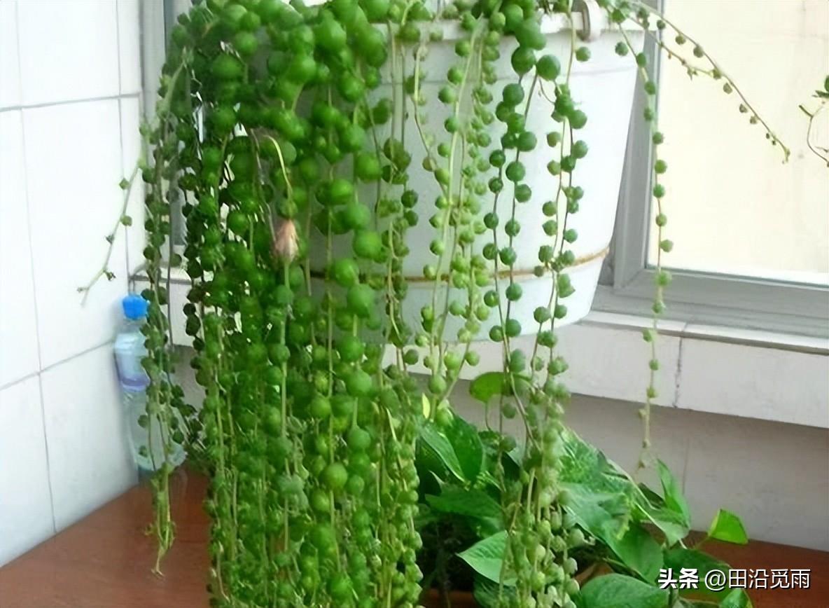 魚(yú)嘴吊蘭怎么養殖方法，怎么施肥，小嘴魚(yú)能養殖嗎?