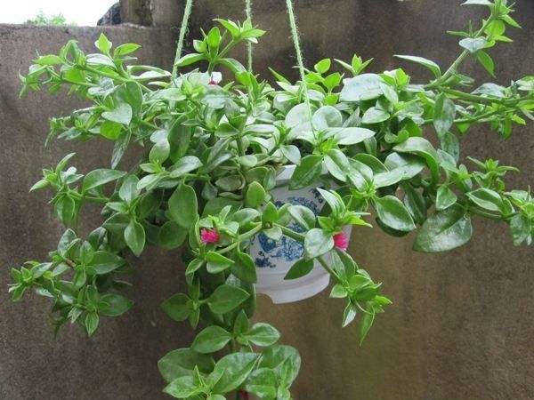 怎么讓牡丹吊蘭爆盆，怎么扦插，牡丹吊蘭水培圖片?