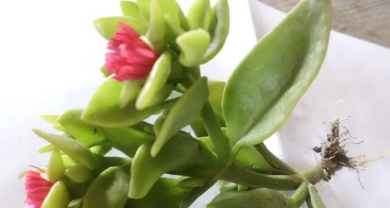 怎么讓牡丹吊蘭爆盆，怎么扦插，牡丹吊蘭水培圖片?