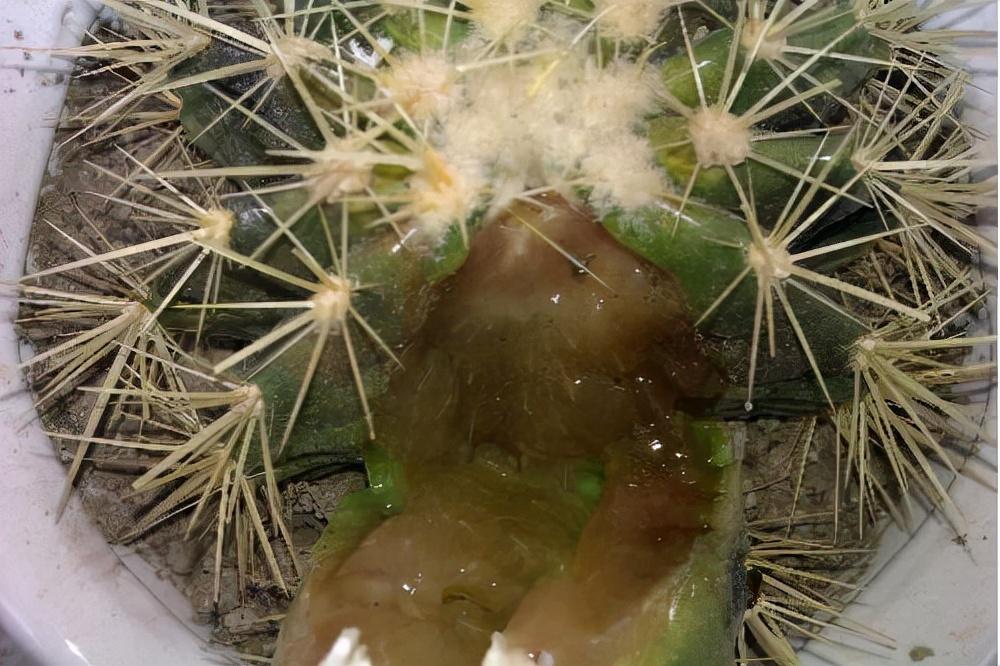 不夜城的分株繁殖，蝴蝶蘭是怎么繁殖的?