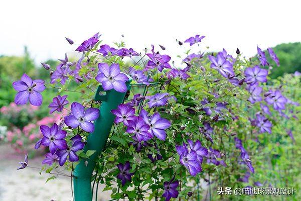 長(cháng)春蔓開(kāi)花嗎，長(cháng)春蔓和常春藤一樣嗎?