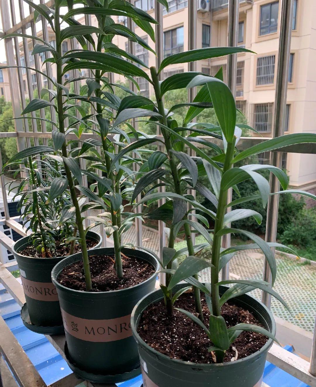 落地生根怎么澆水，落地生根盆栽怎么養?