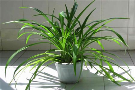 吊蘭施肥方法，用什么肥好，吊蘭喜歡什么肥?