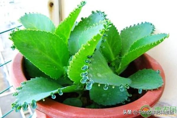 落地生根怎么施肥，生根肥什么時(shí)候施最好?