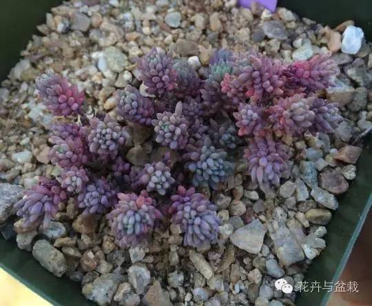 薄雪萬(wàn)年草開(kāi)花嗎，薄雪萬(wàn)年草耐寒多少度?