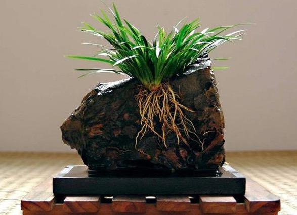菖蒲怎么澆水，菖蒲葉尖干枯怎么辦?