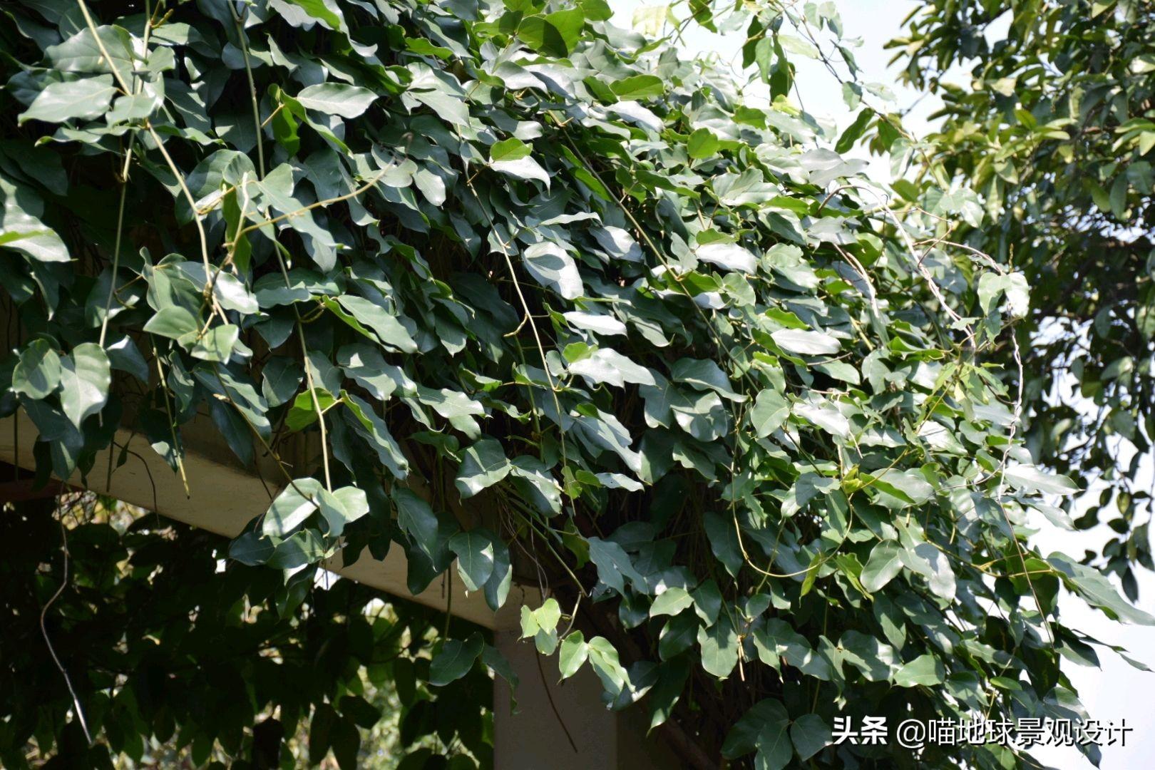 長(cháng)春蔓開(kāi)花嗎，長(cháng)春蔓和常春藤一樣嗎?