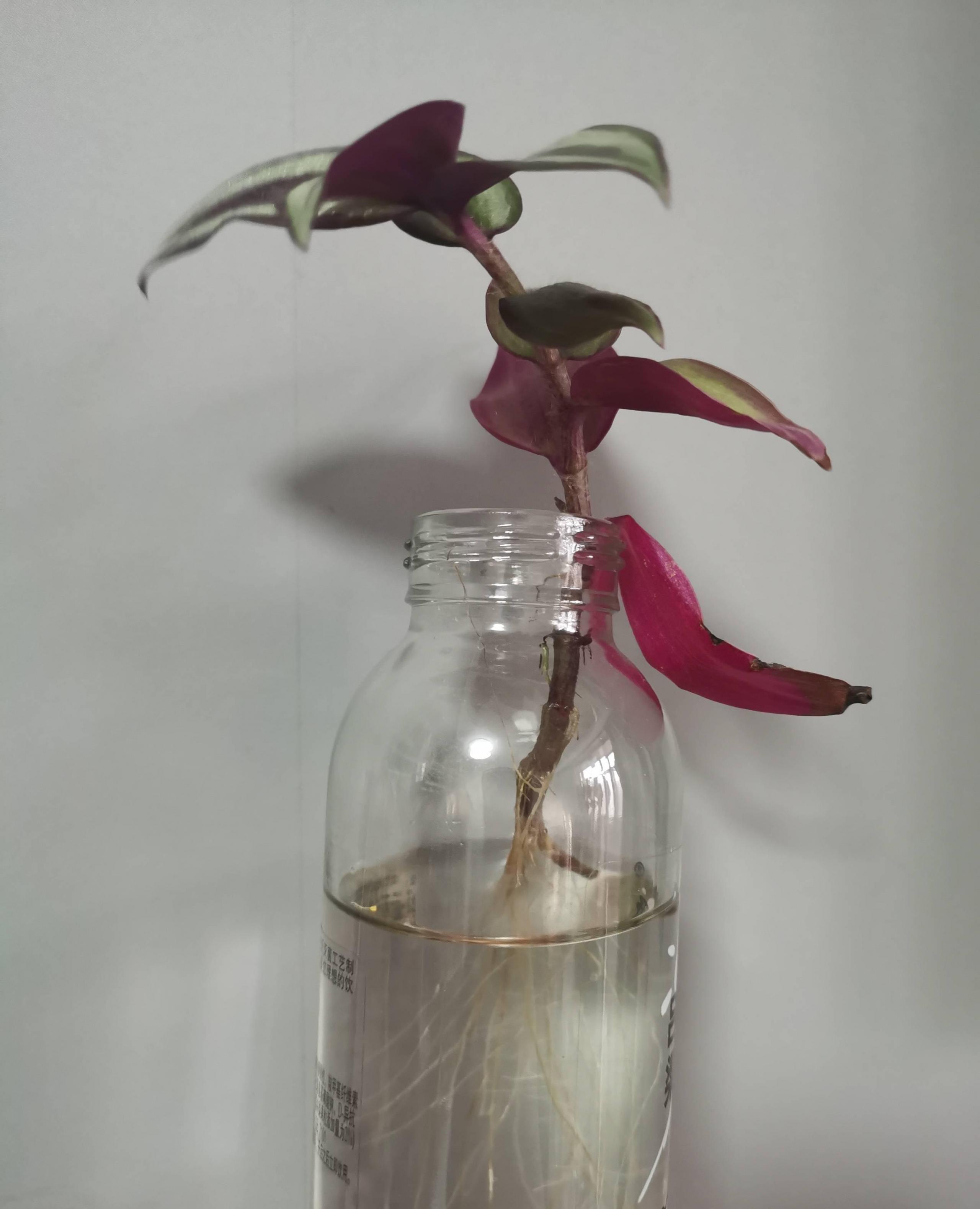 油畫(huà)吊蘭怎么養，怎么扦插，吊蘭扦插方法圖解?