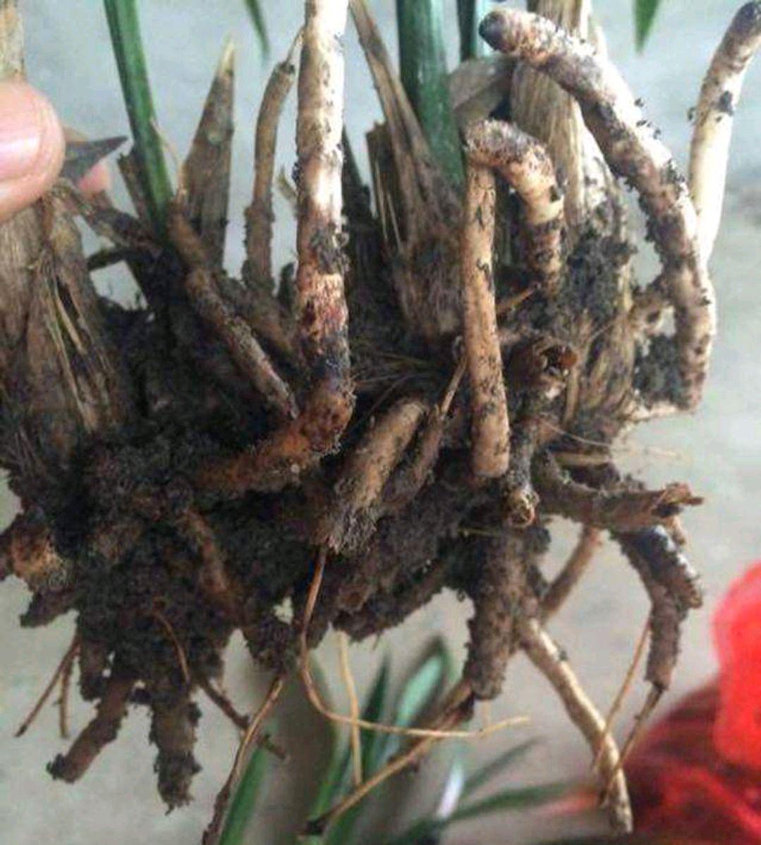 不夜城的分株繁殖，蝴蝶蘭是怎么繁殖的?