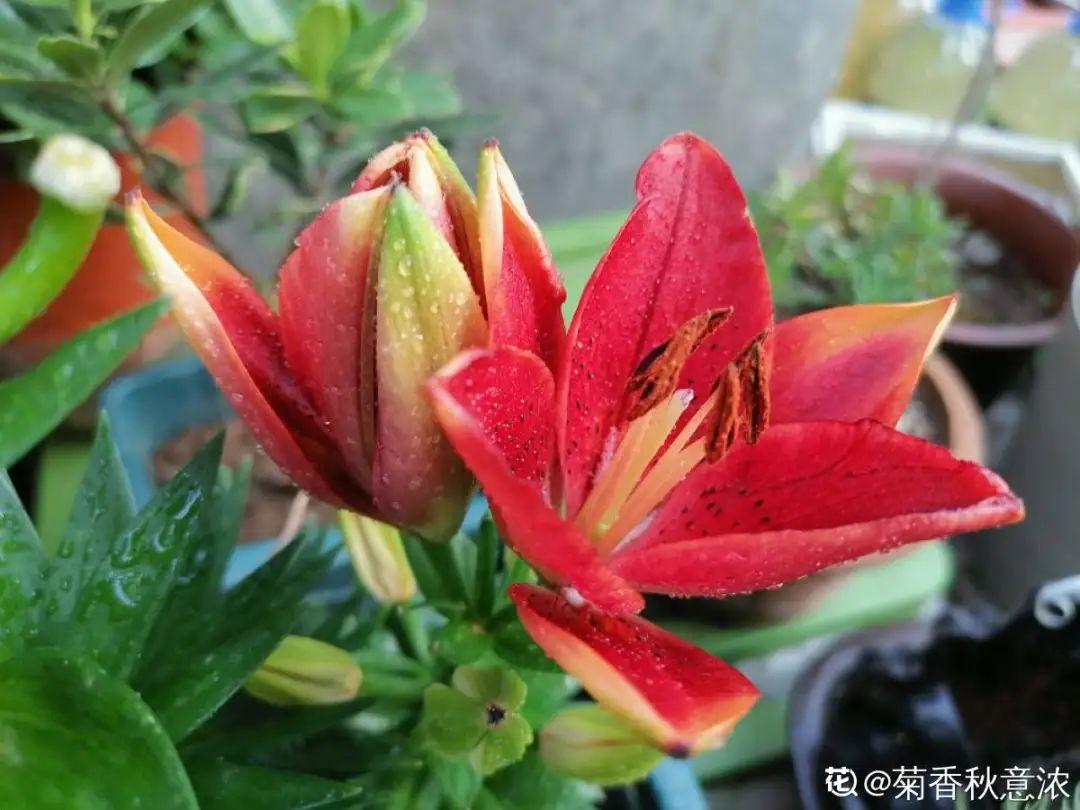 落地生根怎么澆水，落地生根盆栽怎么養?