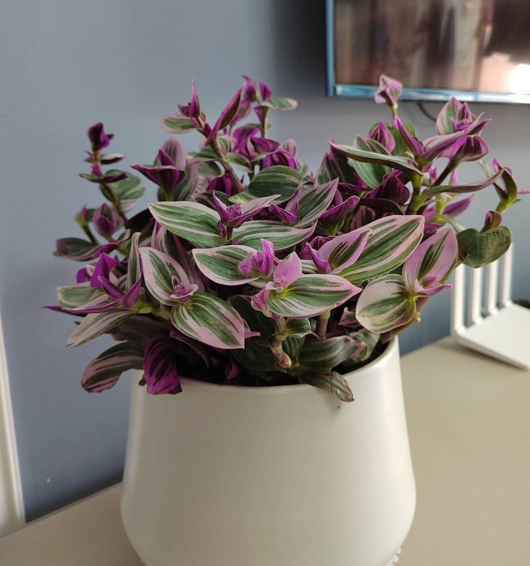 油畫(huà)吊蘭怎么養，怎么扦插，吊蘭扦插方法圖解?