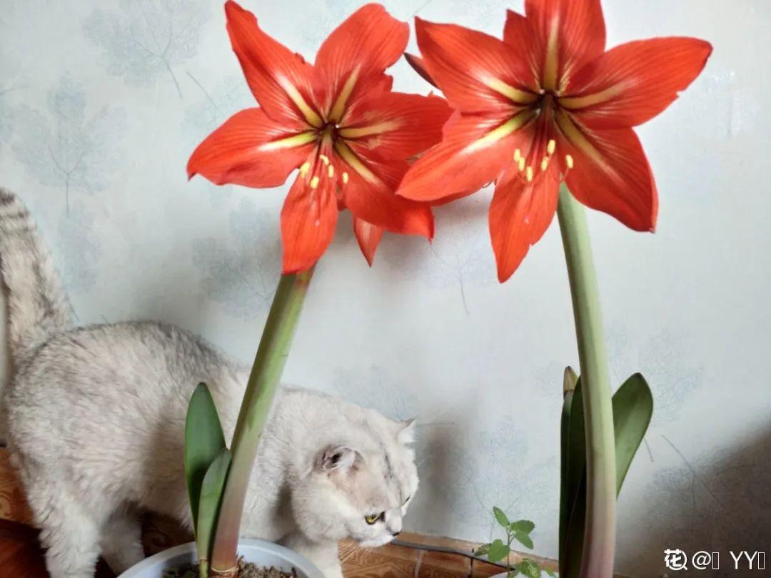 落地生根怎么澆水，落地生根盆栽怎么養?