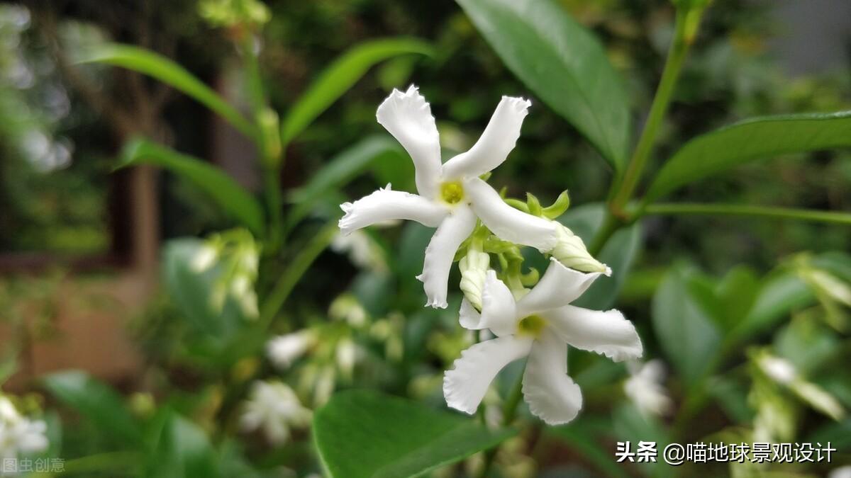 長(cháng)春蔓開(kāi)花嗎，長(cháng)春蔓和常春藤一樣嗎?