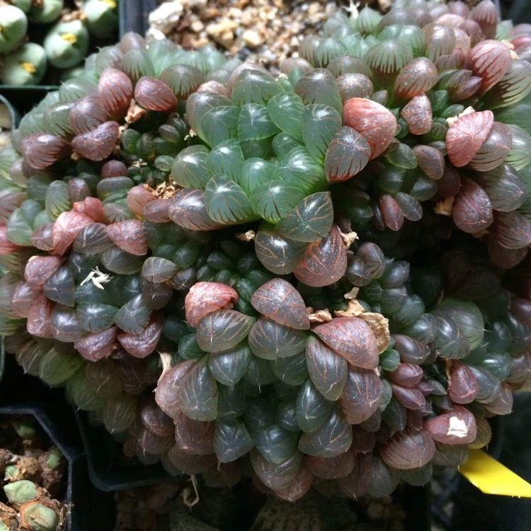 草玉露怎么澆水，這樣澆葉子更透亮了!，玉露干癟不服盆?