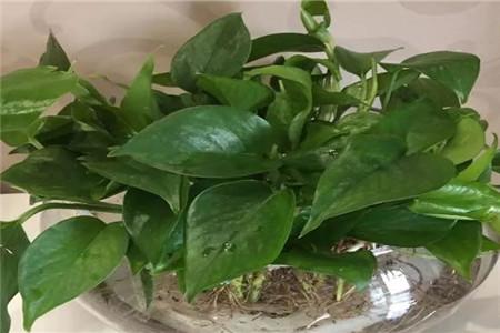 水培牡丹吊蘭的養殖方法和注意事項，水培會(huì )不會(huì )開(kāi)花，水培綠蘿放啥長(cháng)得快?