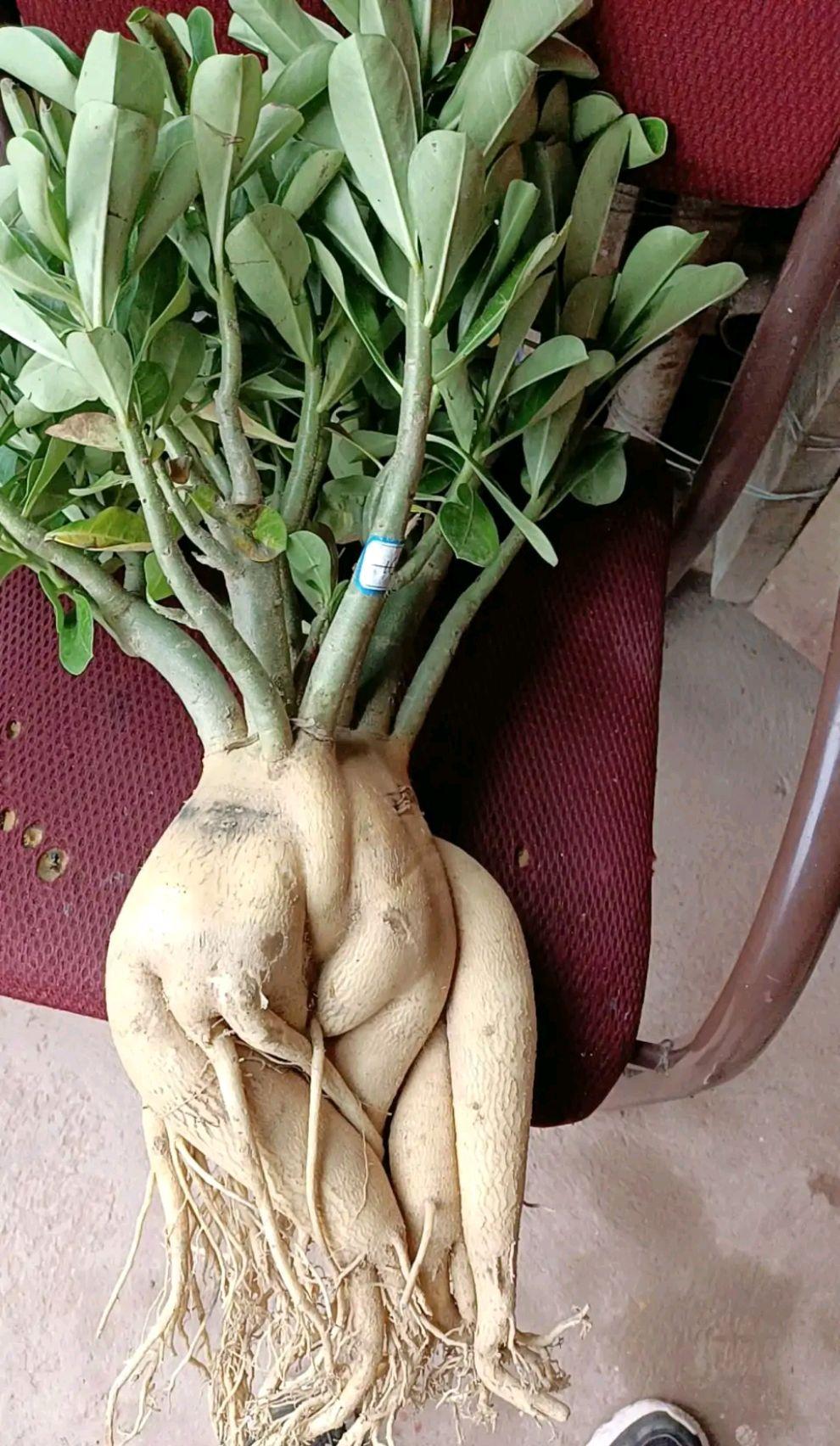 不夜城的分株繁殖，蝴蝶蘭是怎么繁殖的?