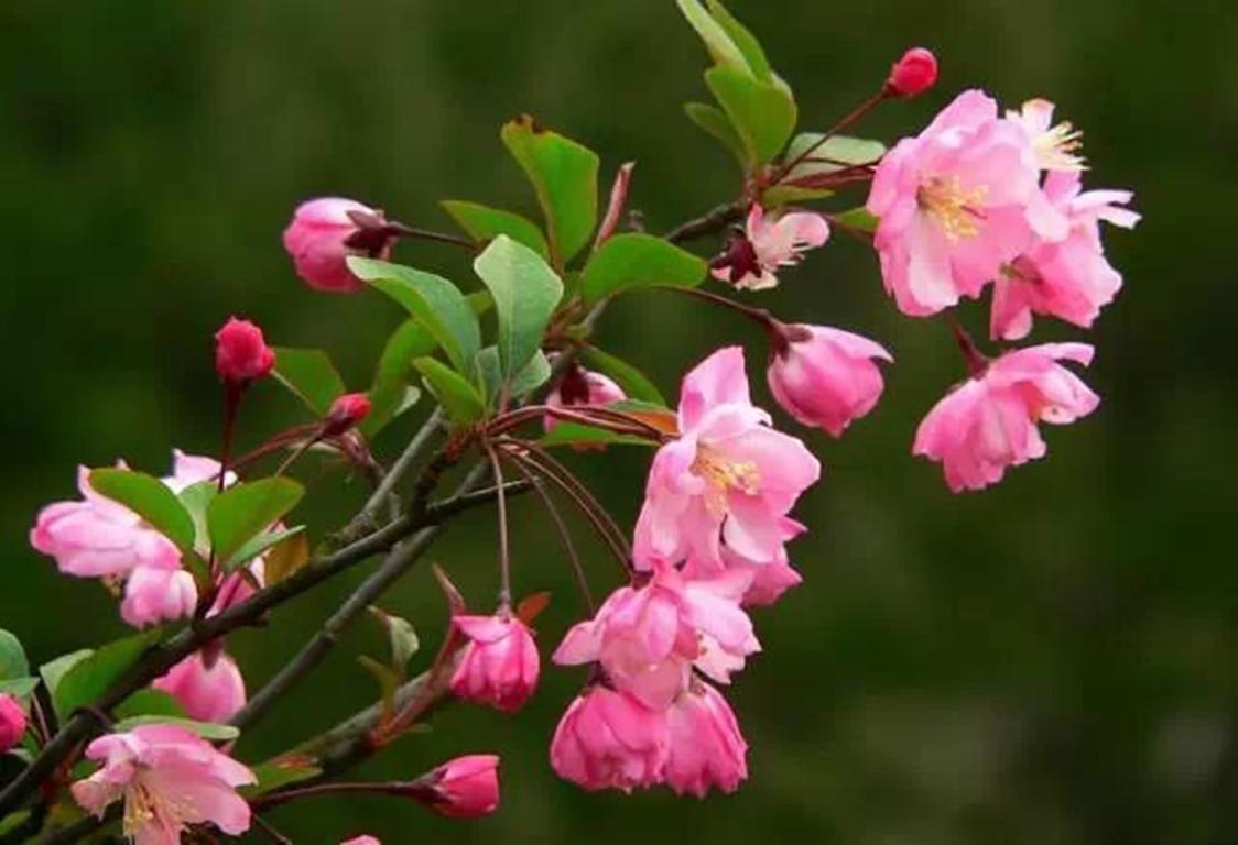 怎么讓垂枝海棠二次開(kāi)花，皇家美人垂枝海棠?