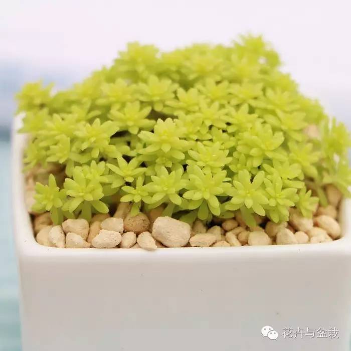 薄雪萬(wàn)年草開(kāi)花嗎，薄雪萬(wàn)年草耐寒多少度?