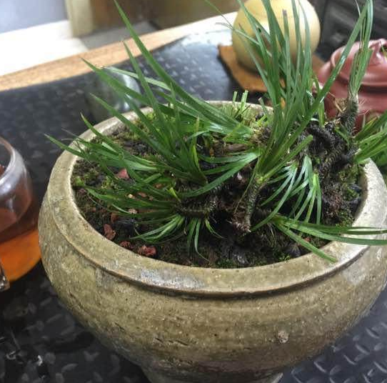 菖蒲怎么澆水，菖蒲葉尖干枯怎么辦?