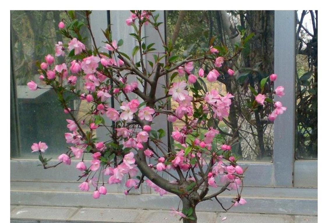 怎么讓垂枝海棠二次開(kāi)花，皇家美人垂枝海棠?