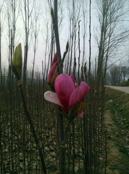 白玉蘭怎么澆水，白玉蘭花多久澆一次水?