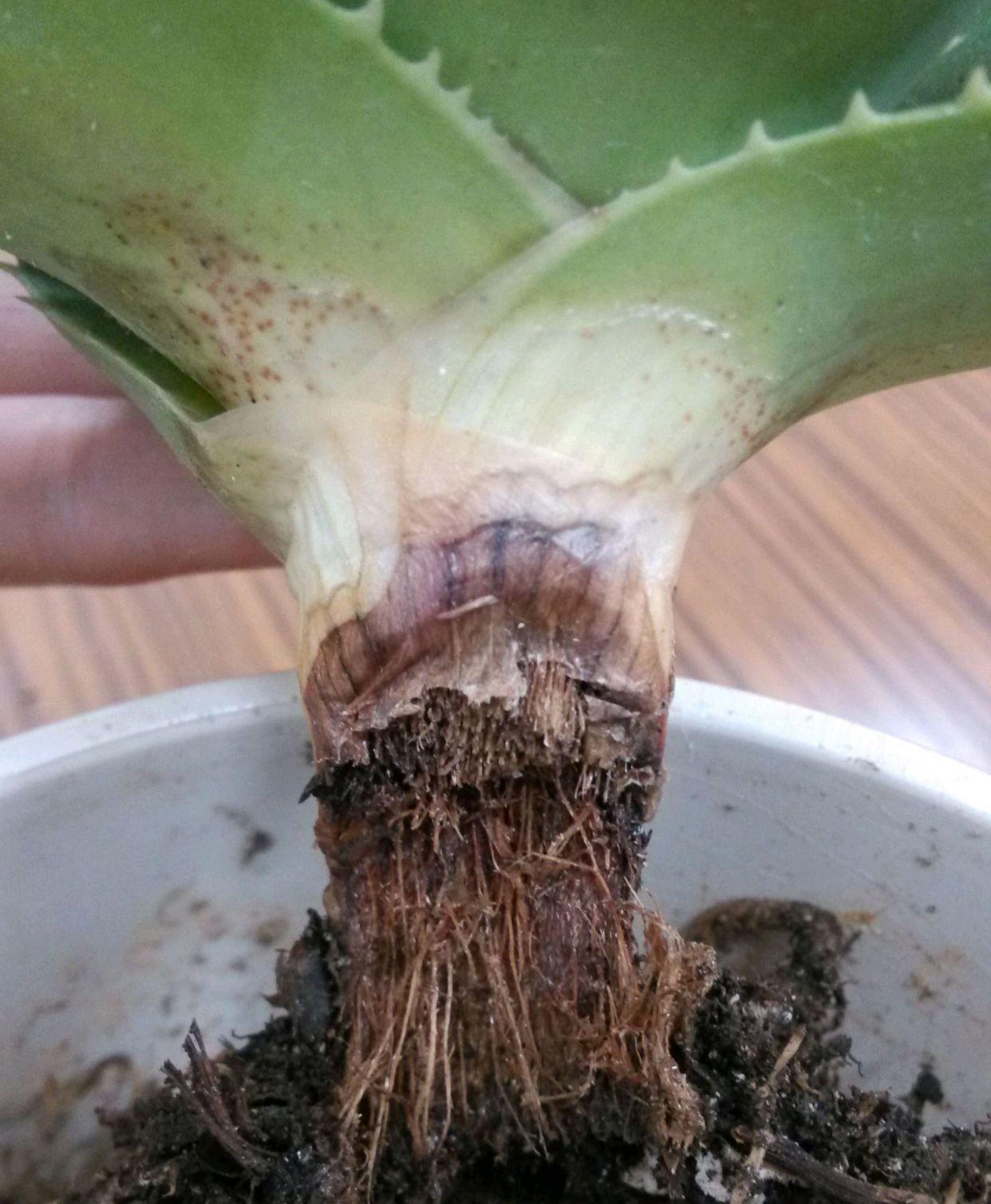 不夜城的分株繁殖，蝴蝶蘭是怎么繁殖的?