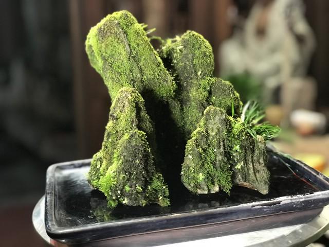 菖蒲怎么澆水，菖蒲葉尖干枯怎么辦?