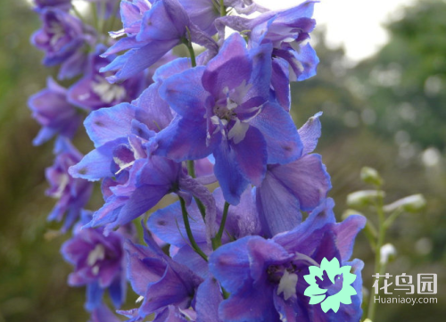 翠雀的繁殖方法，翠雀?