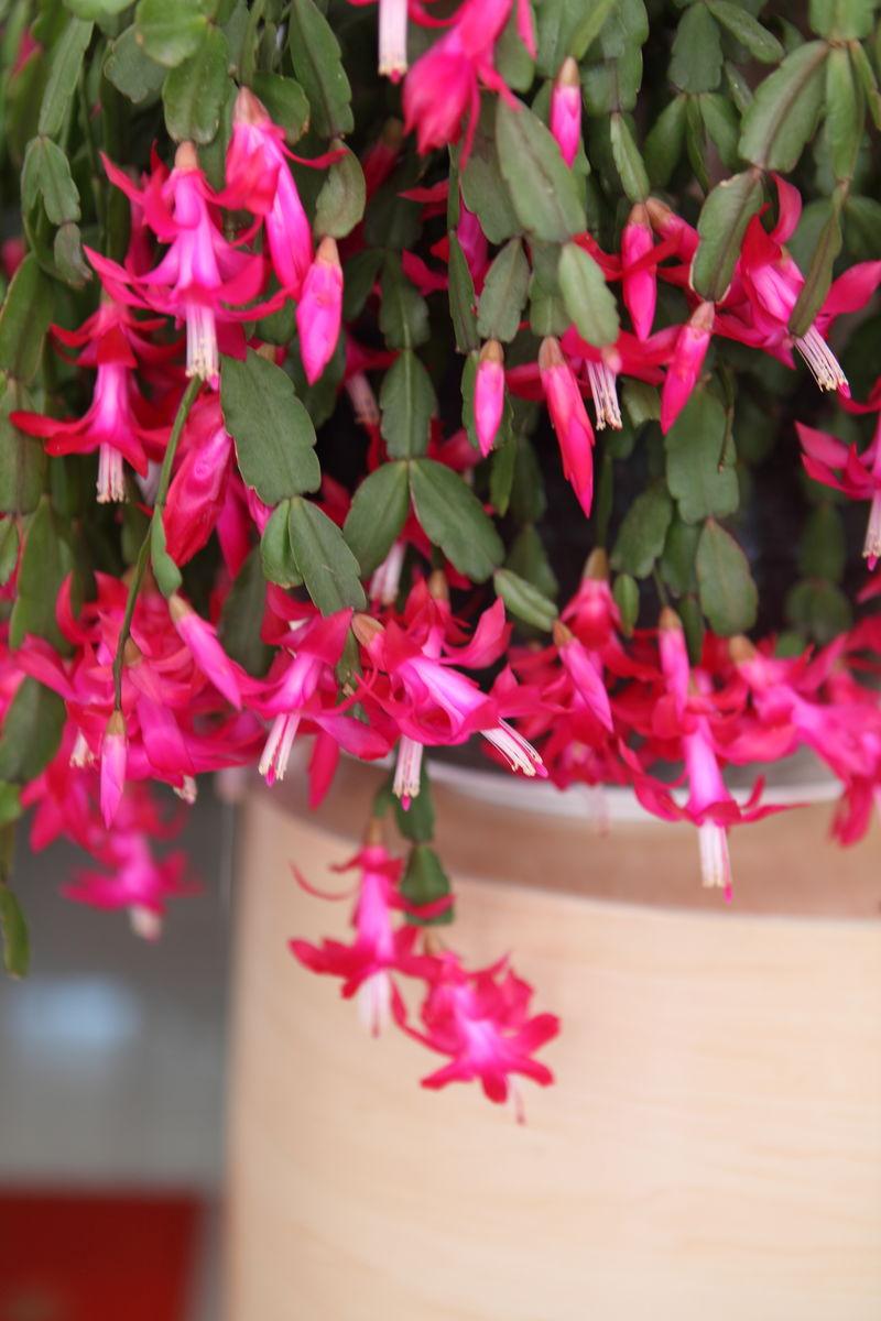 落地生根怎么摘心，落地生根怎么修剪?