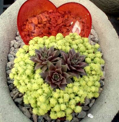 薄雪萬(wàn)年草開(kāi)花嗎，薄雪萬(wàn)年草耐寒多少度?