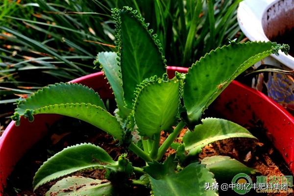 落地生根怎么施肥，生根肥什么時(shí)候施最好?