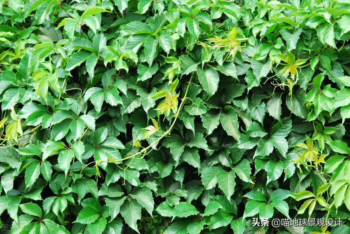 長(cháng)春蔓開(kāi)花嗎，長(cháng)春蔓和常春藤一樣嗎?