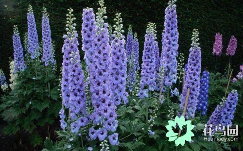 翠雀的繁殖方法，翠雀?