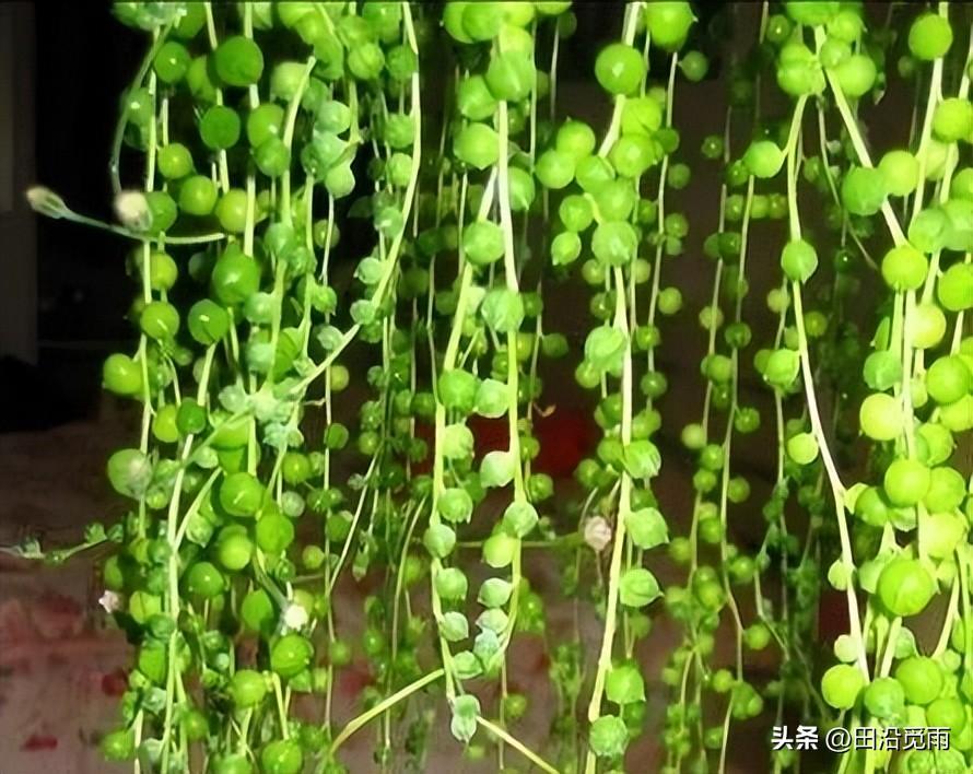 魚(yú)嘴吊蘭怎么養殖方法，怎么施肥，小嘴魚(yú)能養殖嗎?