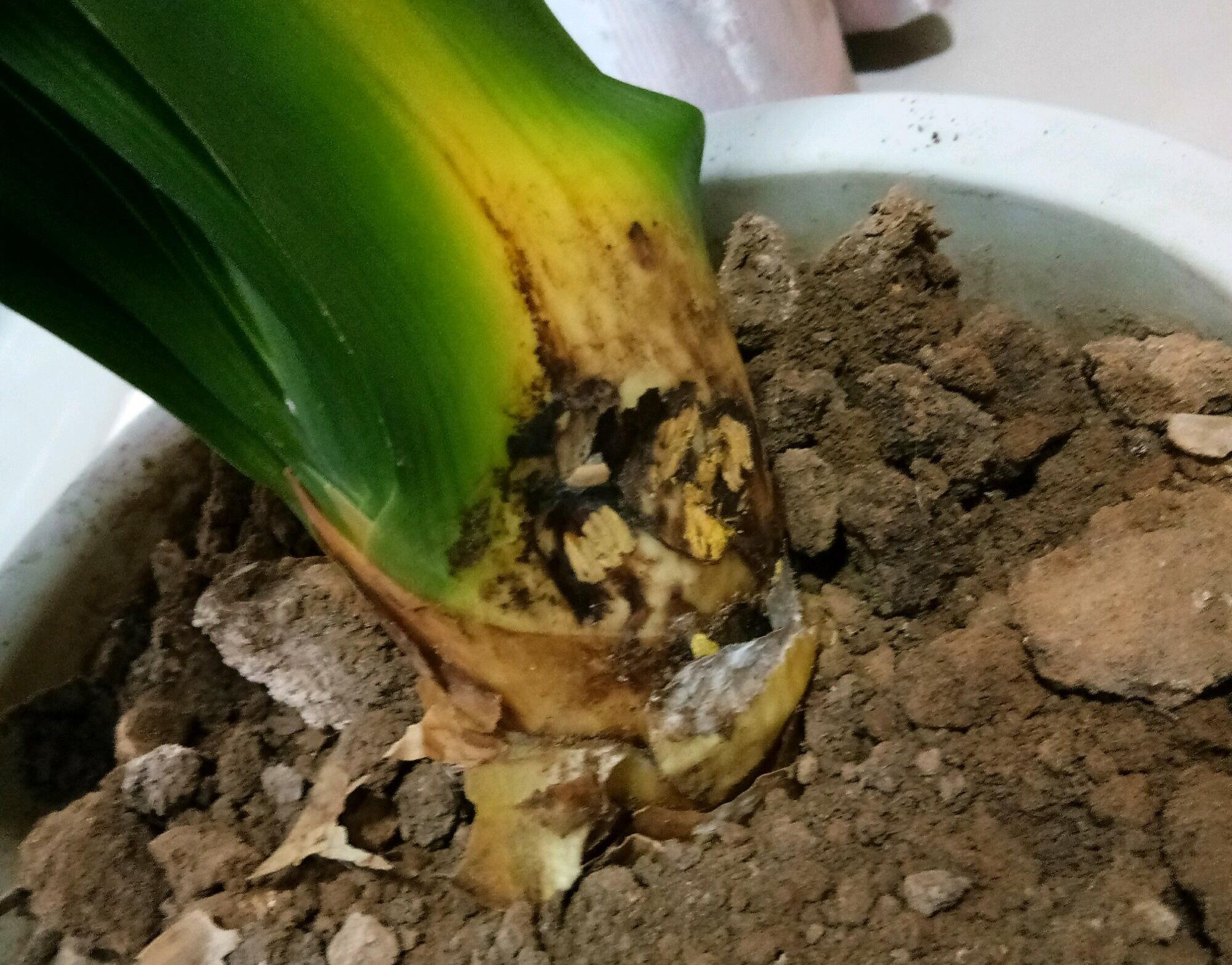 不夜城的分株繁殖，蝴蝶蘭是怎么繁殖的?