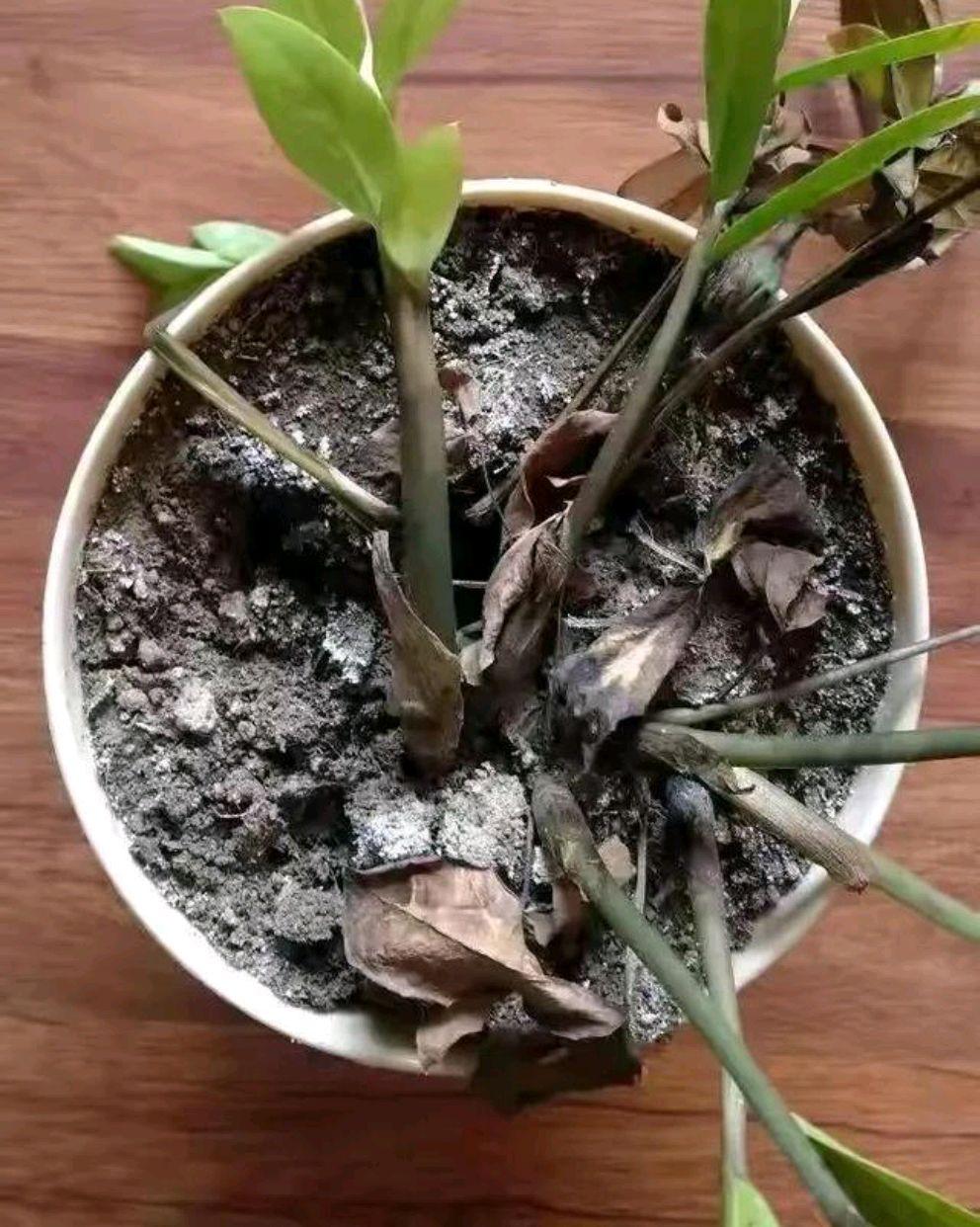 不夜城的分株繁殖，蝴蝶蘭是怎么繁殖的?