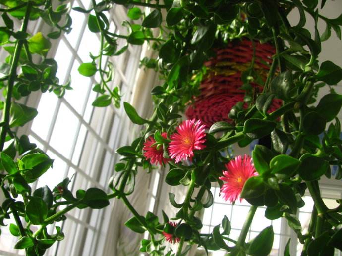 怎么讓牡丹吊蘭爆盆，怎么扦插，牡丹吊蘭水培圖片?