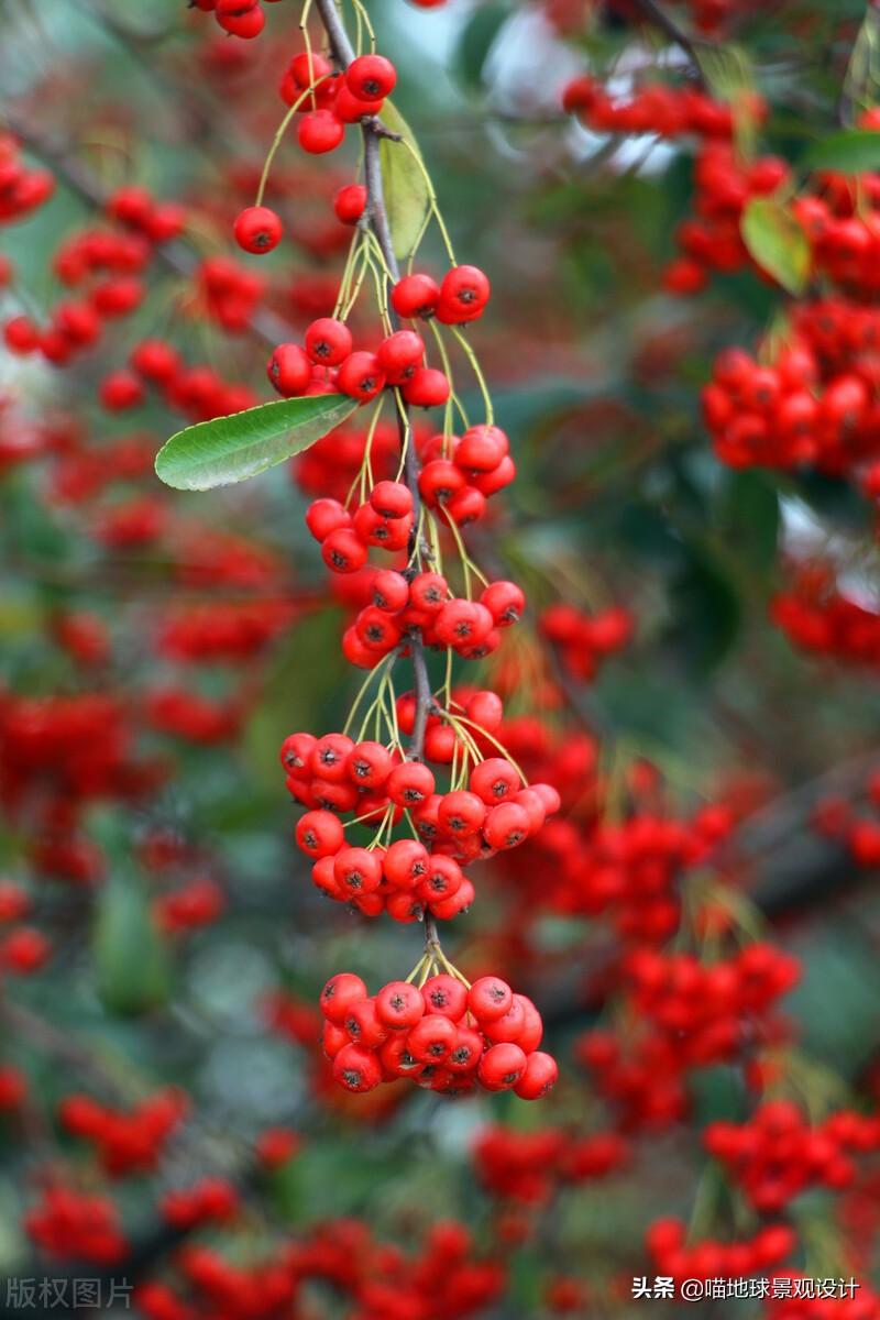 長(cháng)春蔓開(kāi)花嗎，長(cháng)春蔓和常春藤一樣嗎?