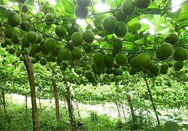 羅漢果（野栝樓）種植方法，教你栽培技術(shù)和防治措施