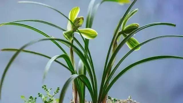 蘭花花苞一直不開(kāi)花的原因和處理方法，帶花苞的蘭花怎樣上盆？