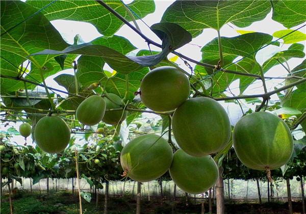 羅漢果（野栝樓）種植方法，教你栽培技術(shù)和防治措施