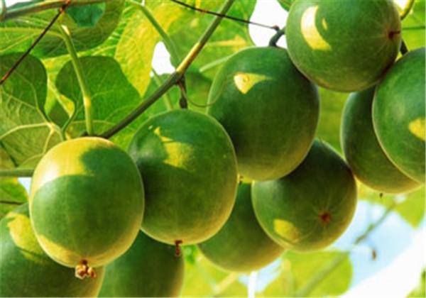 羅漢果（野栝樓）種植方法，教你栽培技術(shù)和防治措施