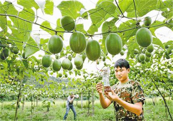 羅漢果（野栝樓）種植方法，教你栽培技術(shù)和防治措施