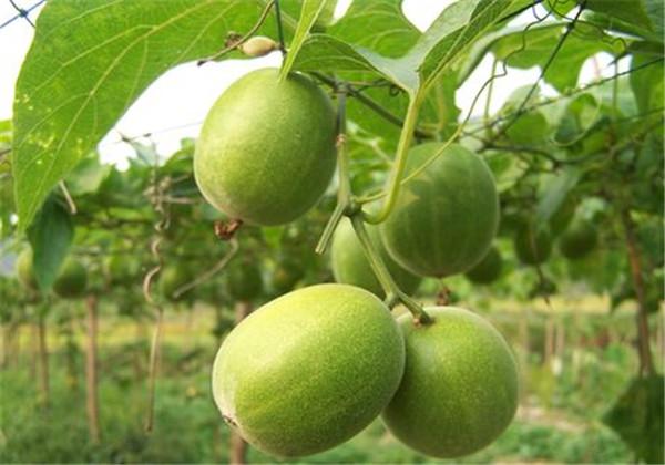 羅漢果（野栝樓）種植方法，教你栽培技術(shù)和防治措施