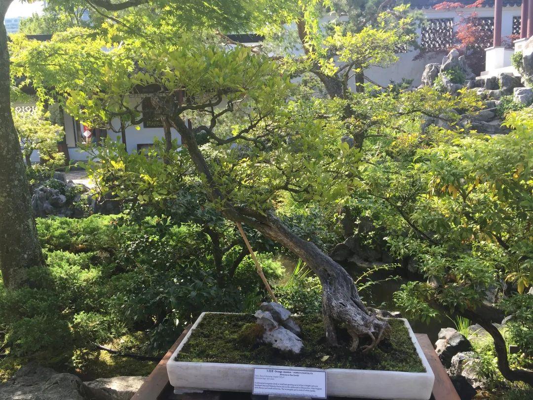 七里香和九里香有什么區別（一文讀懂七里香、九里香、十里香、千里香、萬(wàn)里香）