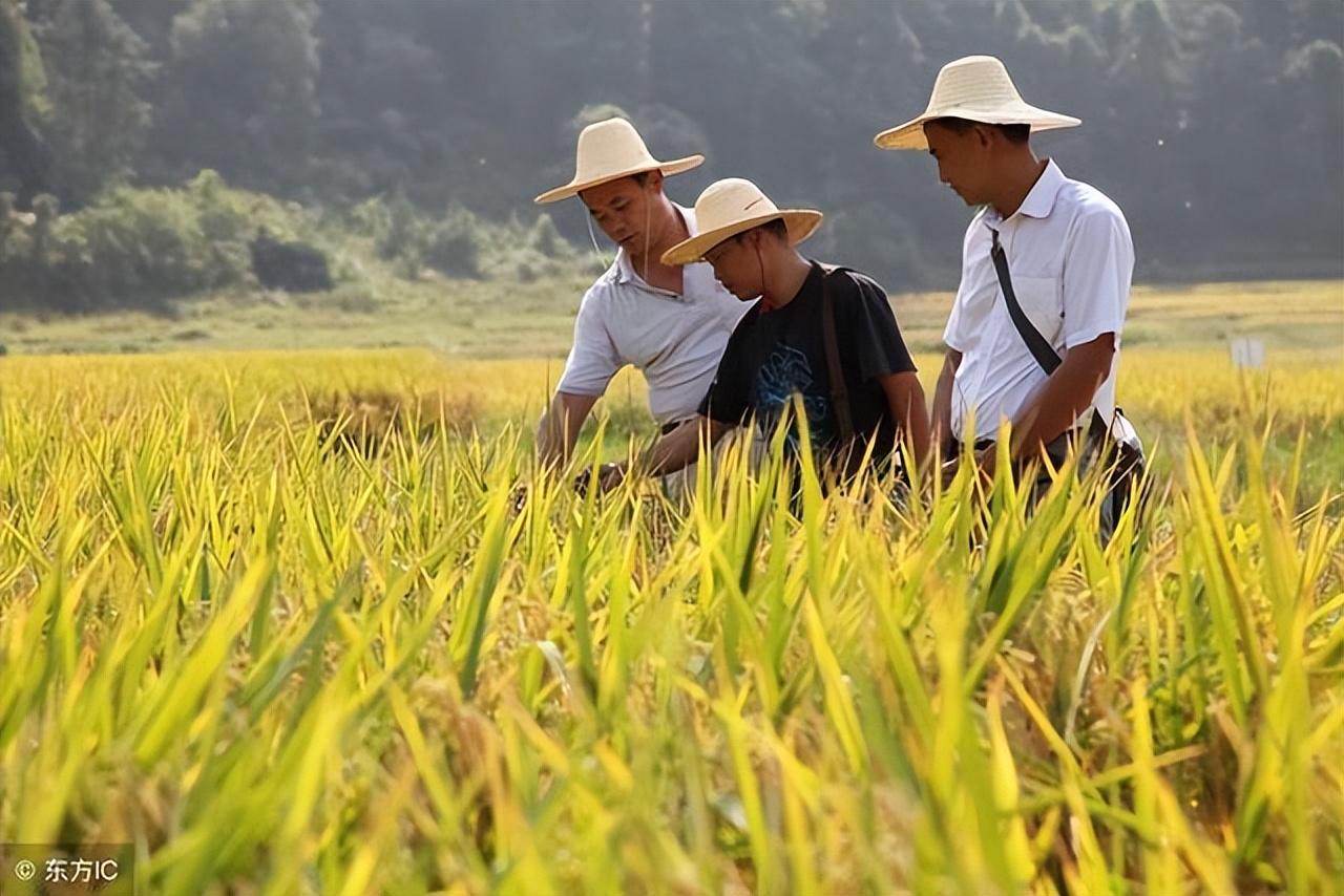地補取消，農業(yè)補貼停發(fā)，農民種地意愿大打折扣