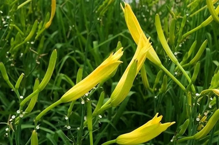 黃花菜種植方法，教你黃花菜該怎么種植