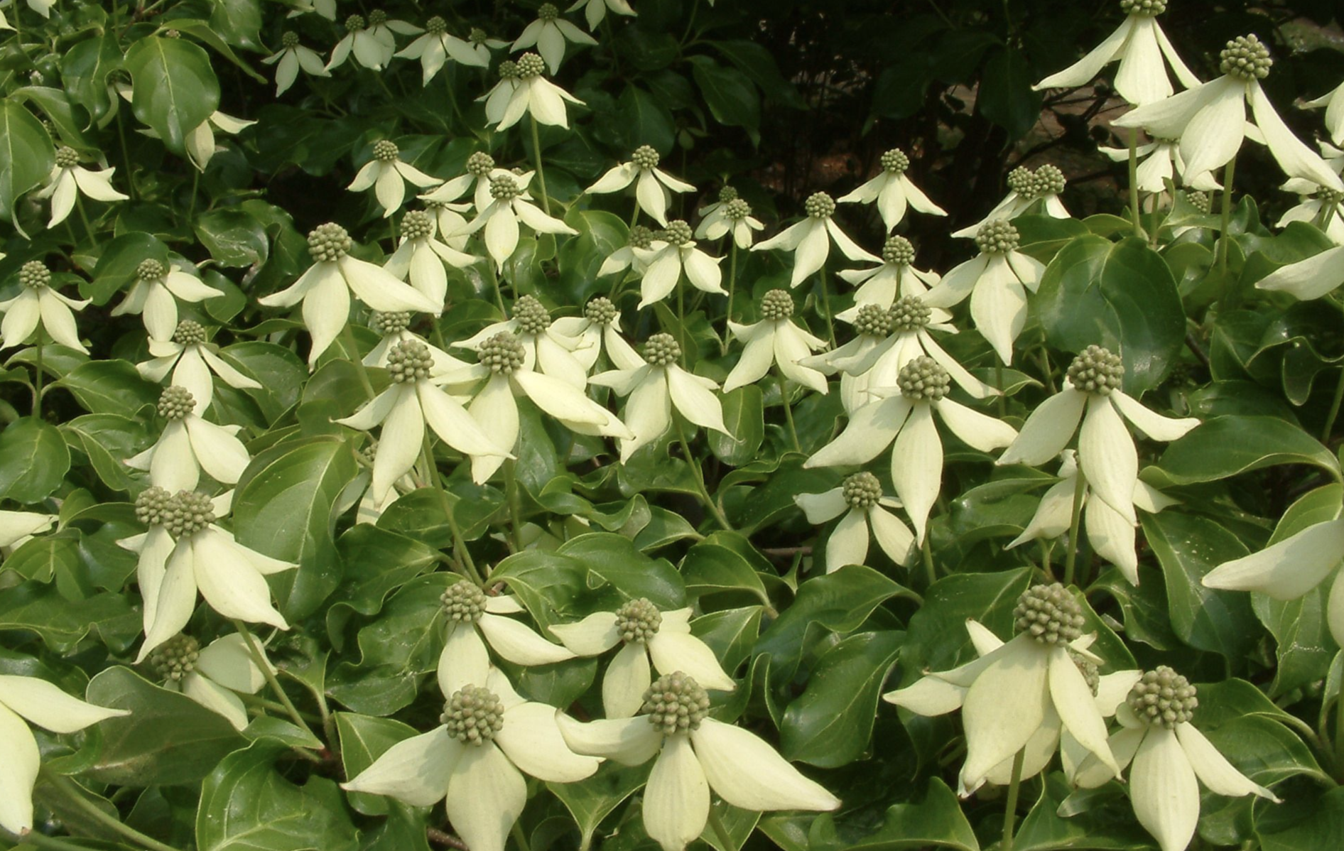 四照花介紹，帶你認識四照花的特點(diǎn)